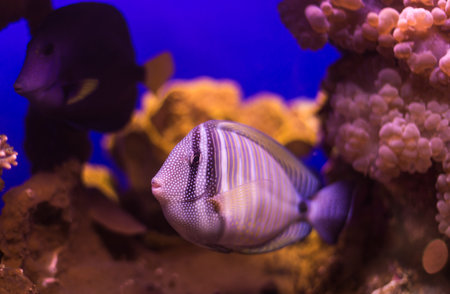 fish underwater world of the Red Sea