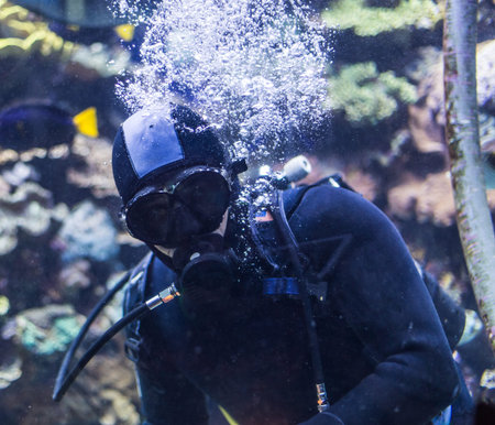 Portrait of a diver in an underwater world of the dayの写真素材