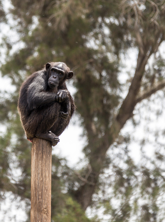 chimpanzee sitting on a pole, summer afternoon in natureの写真素材