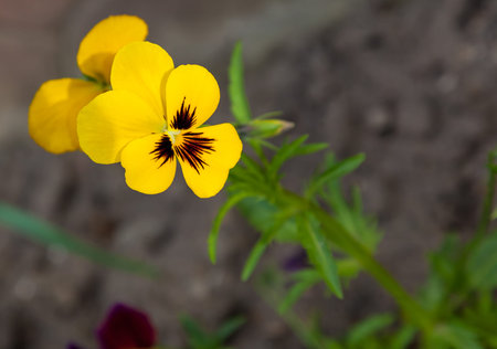 yellow flower growing in the flowerbed in springの写真素材