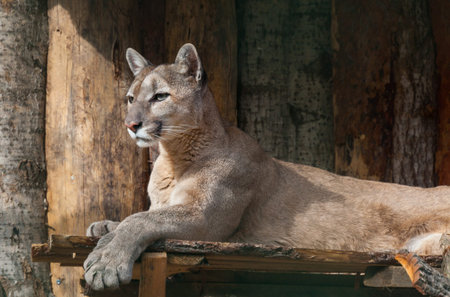 portrait of lying puma, calm predatorの写真素材