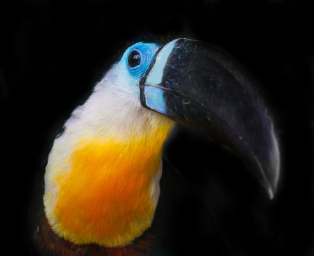 portrait of a toucan, a rare species of parrotsの写真素材