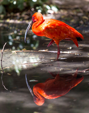 Portrait of red ibis, spring in natureの写真素材
