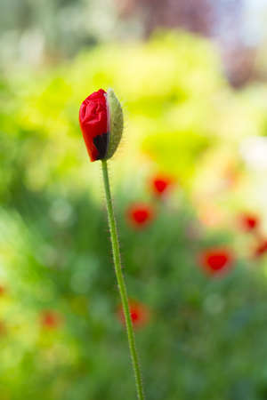 drop poppy flower, spring dayの写真素材