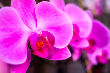 lilac flower in the early morning sunの写真素材