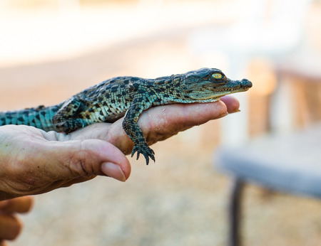 small cub crocodile lying on the handの写真素材