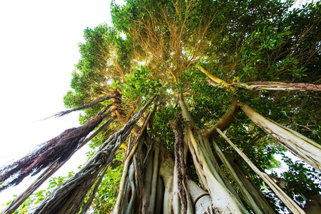 tree trunk closeup and green branchesの写真素材