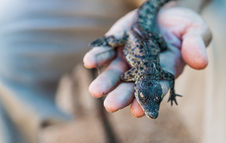 newborn American alligator lying on a handの写真素材