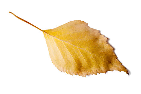 dried leaf on a white isolated backgroundの写真素材