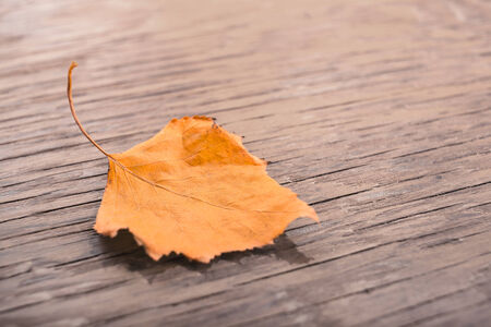 dry autumn leaf on a wooden backgroundの写真素材