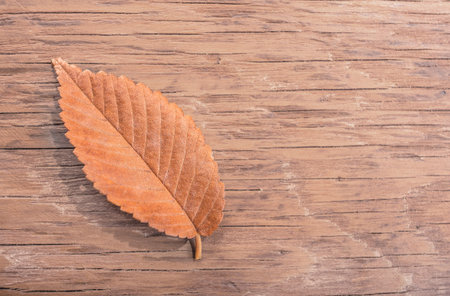 dry autumn leaf closeup on wooden background