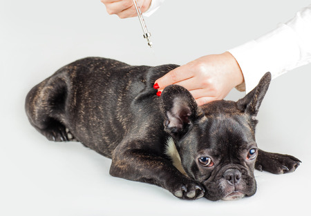 Doctor makes a shot dog breed French Bulldogの写真素材