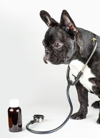 dog breed french bulldog with stethoscope around his neckの写真素材