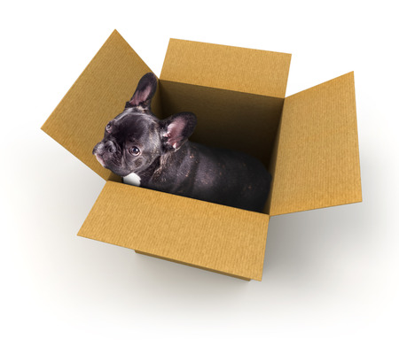 french bulldog puppy in a box on a white backgroundの写真素材