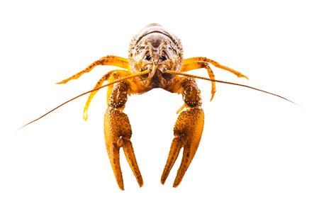 cooked crayfish closeup isolated on a white backgroundの写真素材