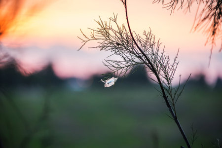 dry plant closeup against the evening skyの写真素材