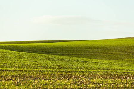 the rural landscape with rising agricultural cropsの写真素材