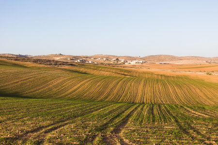 the field landscape with ascendant agricultural crops