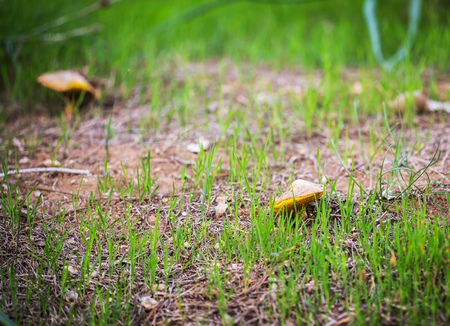 two growing mushrooms on a background green grassの写真素材