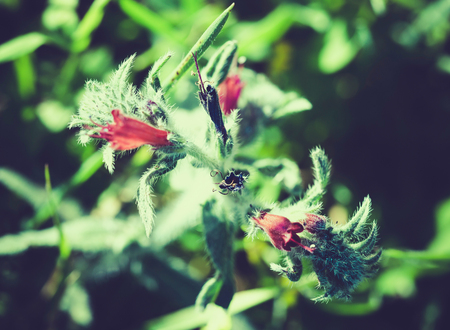 blooming flower in the sunlight on a background green grassの写真素材
