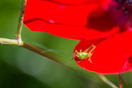 grasshopper sitting on the petals of red flowerの写真素材