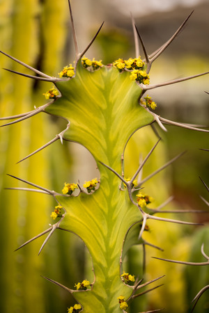 flowers and thorns cactus closeup, green backgroundの写真素材