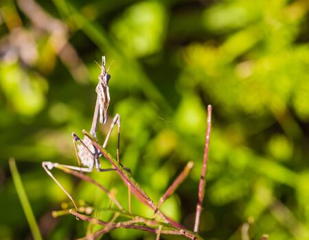 mantis insect close-up on a background green grassの写真素材