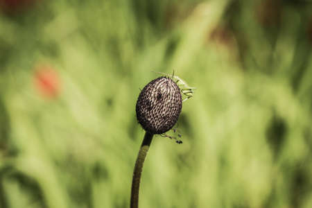 plant against the background green grassの写真素材