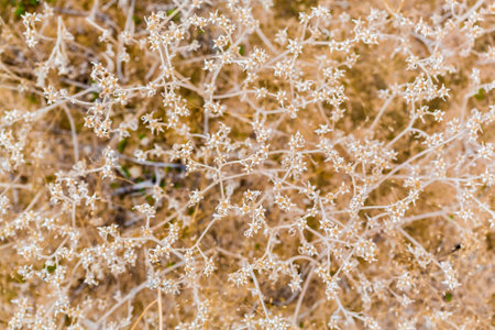 floral background of dried flowers off the faded