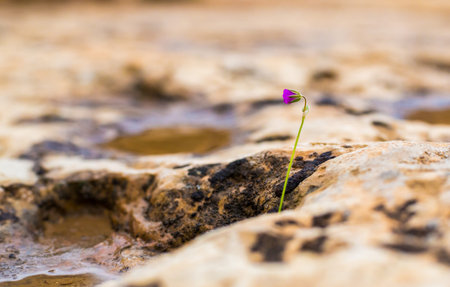purple flower the growing in a rock closeupの写真素材