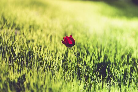 flowering red flower on a background grassの写真素材
