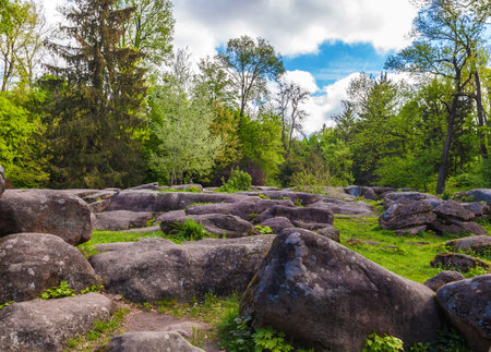 glade in the forest with big stones