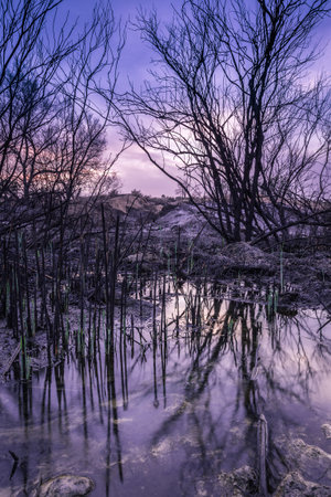 evening landscape, pond with reflection of trees