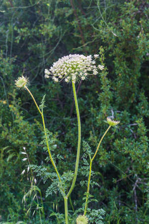 the growing wild flowers closeup, summer dayの写真素材