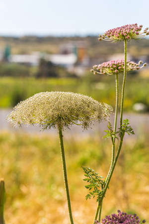 the growing wild flowers closeup, summer dayの写真素材