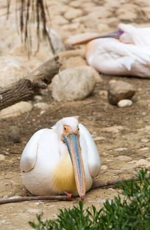 pelican resting on the sandの写真素材