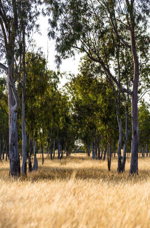 the growing big trees, landscape rural areasの写真素材