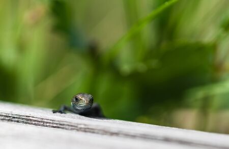 small lizard sitting on a log in the grassの写真素材