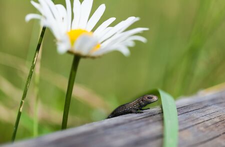 small lizard sitting on the grass closeupの写真素材