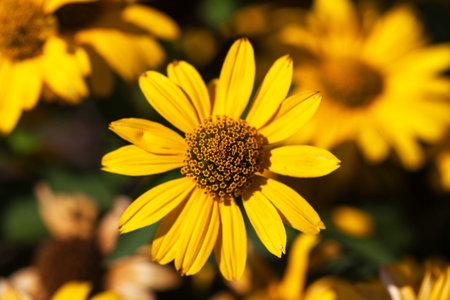 yellow blooming flowers growing in the gardenの写真素材