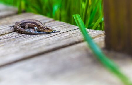 small lizard sitting on the grass closeupの写真素材
