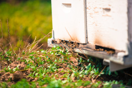apiary, old hive by the bees closeupの写真素材