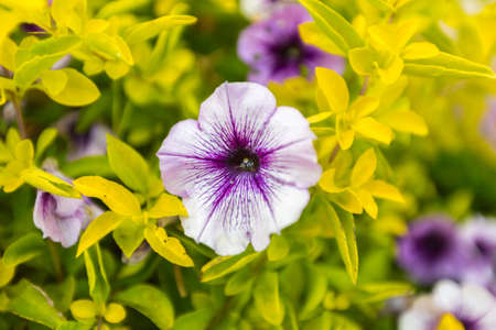 background of blooming the purple petunias close-upの写真素材
