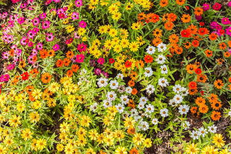 background of multicolored small flowers blooming closeupの写真素材