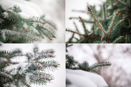 collage of four photos spruce with snowの写真素材