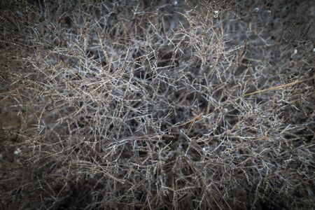 abstract natural floral background, plant is closeupの写真素材