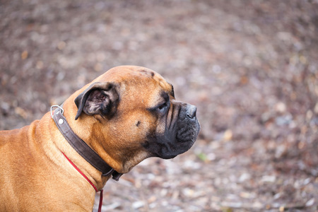 English Mastiff dog breed in the parkの写真素材