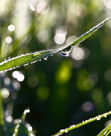 background of green grass closeup with dew dropsの写真素材