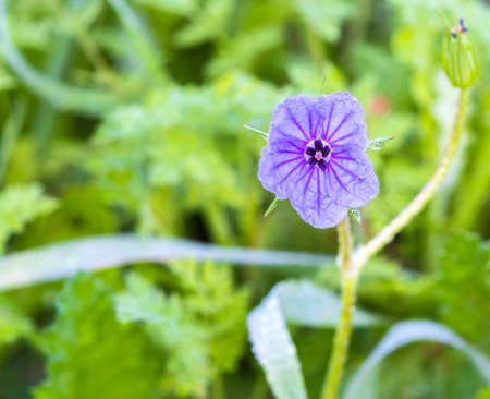 blooming wild flower on a background of green grass