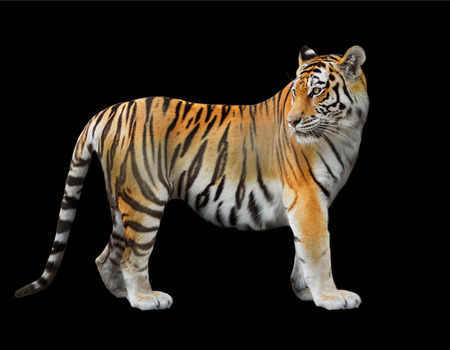 the Amur tiger close-up on a black backgroundの写真素材